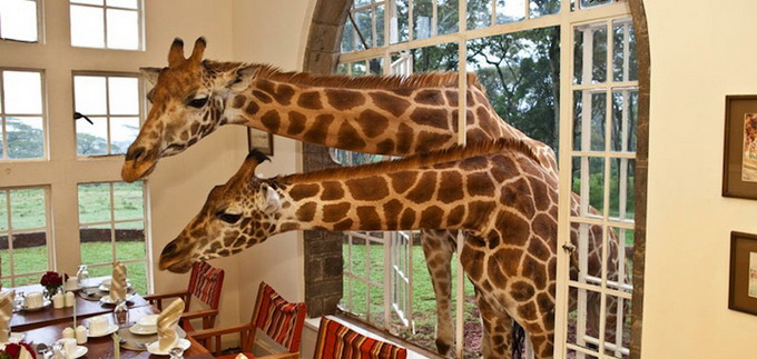 GiraffeManor2.jpeg