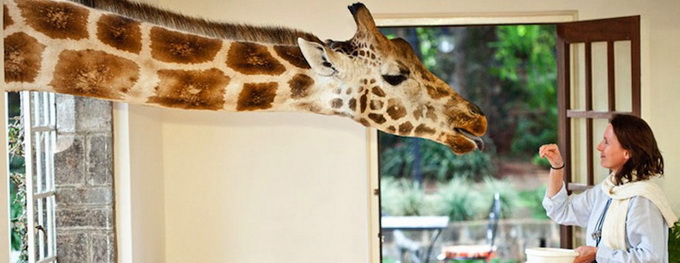 GiraffeManor4.jpeg