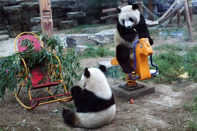 Гигантские панды в Пекинском зоопарке