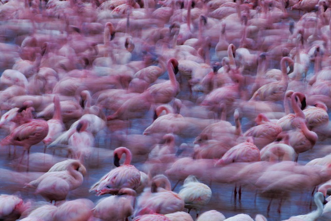 Миллион фламинго на озерах Кении