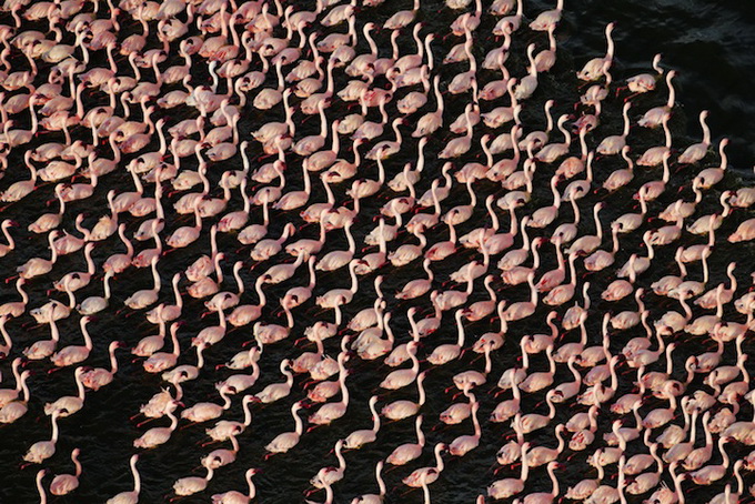 flamingomigration04.jpg