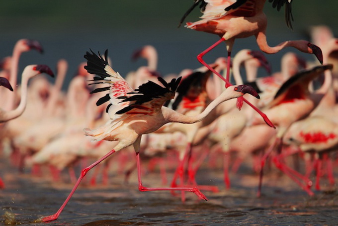 flamingomigration09.jpg