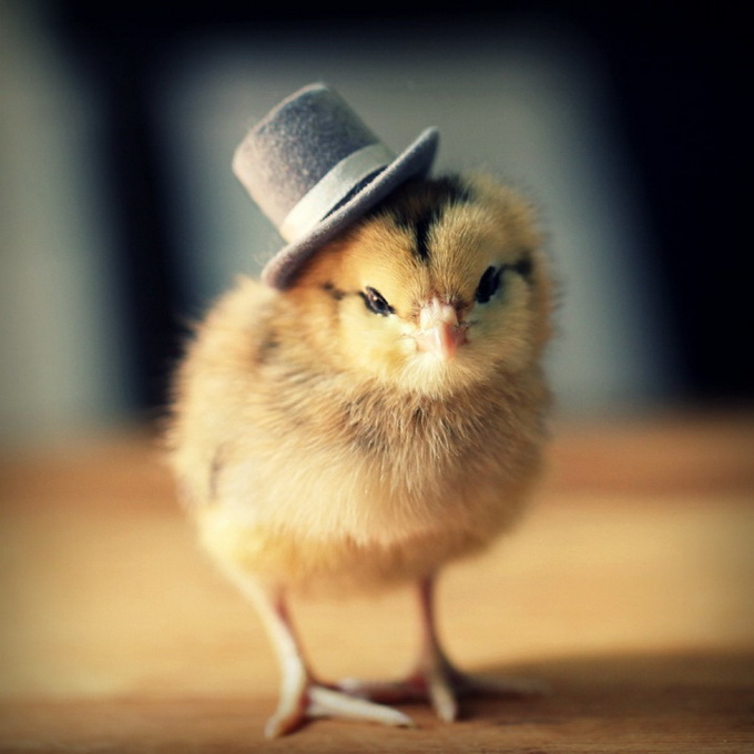 Цыплята в шляпах Julie Persons
