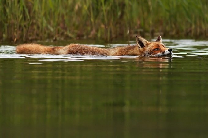 fox_01.jpg