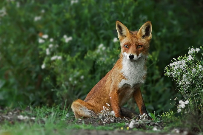 fox_02.jpg