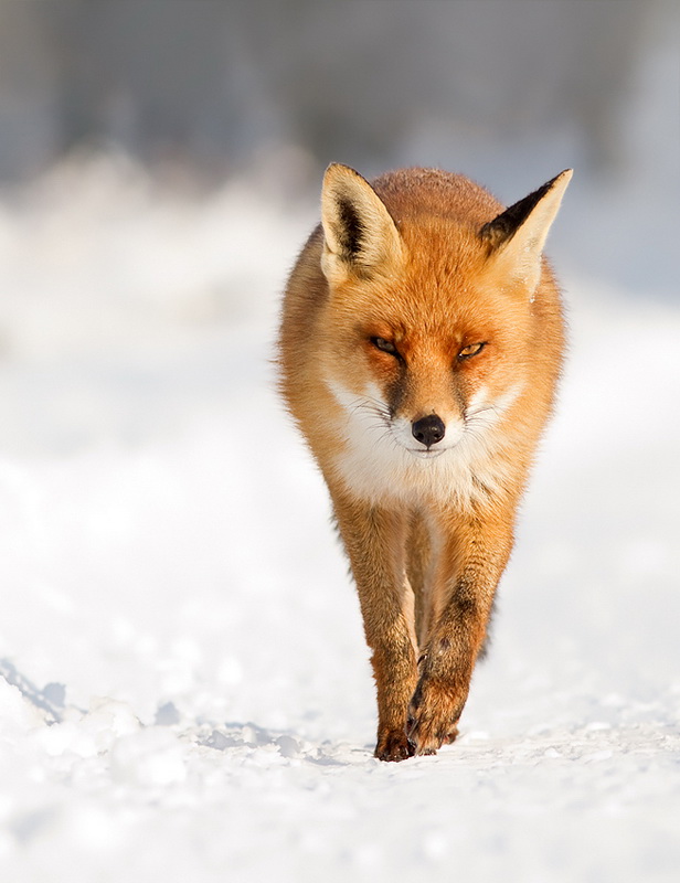 fox_04.jpg