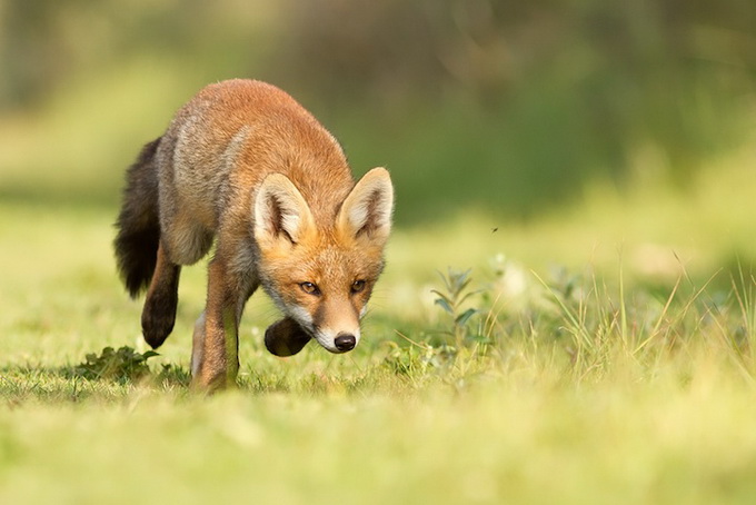 fox_05.jpg