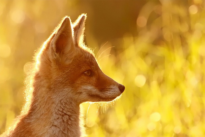 fox_06.jpg