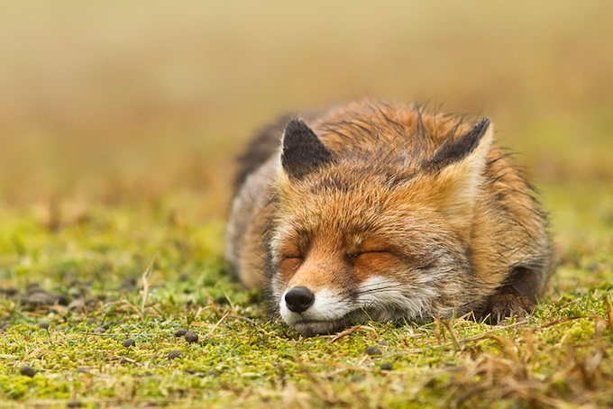 fox_07.jpg