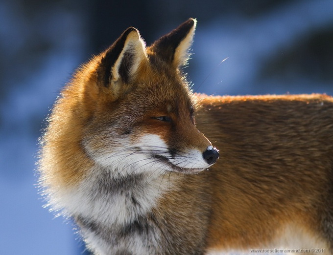 fox_11.jpg