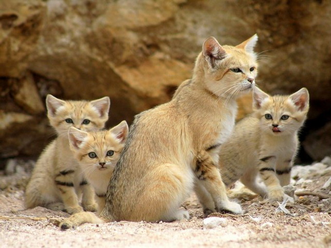 Песчаные котята в зоопарке Израиля