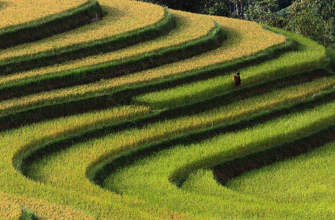 Smithsonian-photo-contest-travel-rice-terrace-vietnam-voanh-kiet.jpg