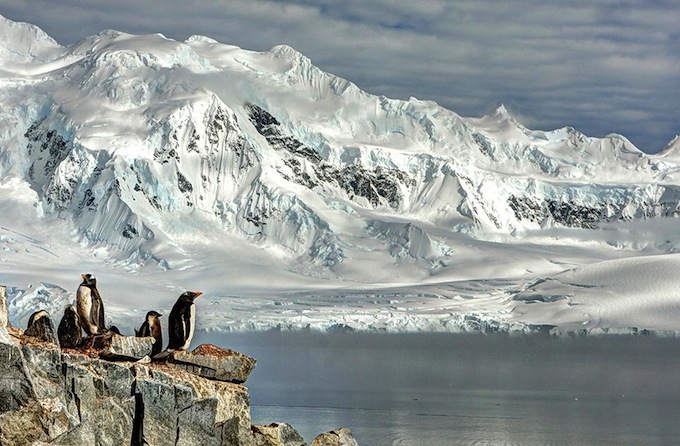smithsonian-photo-contest-naturalworld-bird-penguins-arctic-glacier-neal-piper.jpg