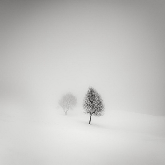 Tree-Landscapes2-640x640.jpg