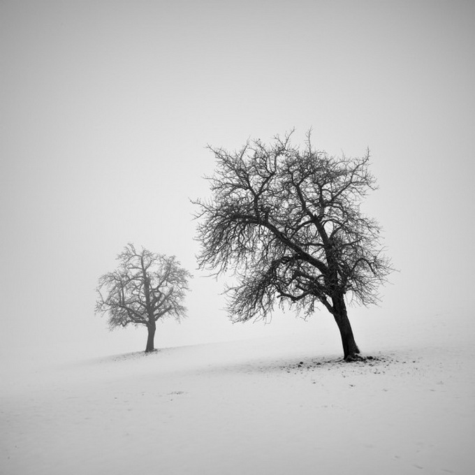 Tree-Landscapes2-640x656.jpg