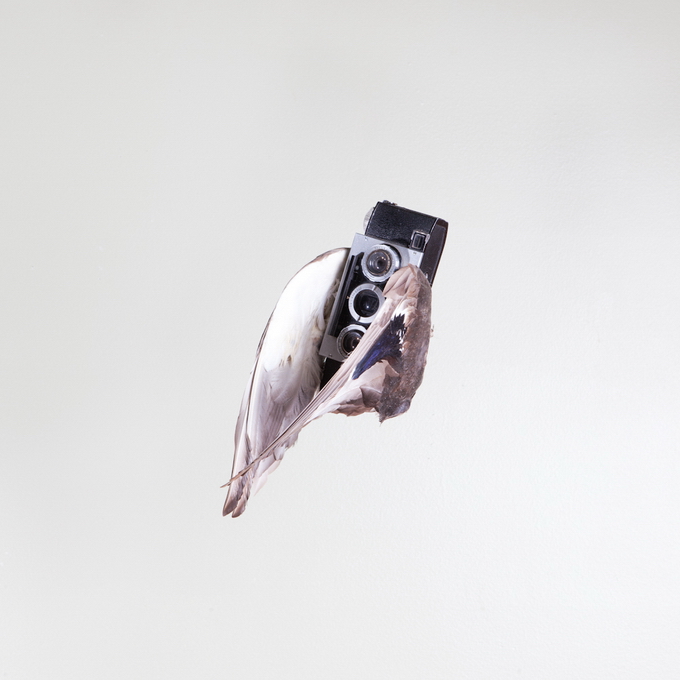 PaulOctaviousbirds06.jpg