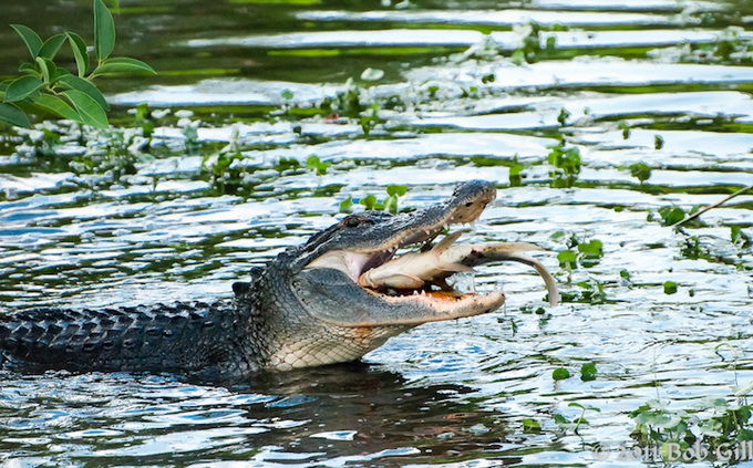 alligator__02.jpg