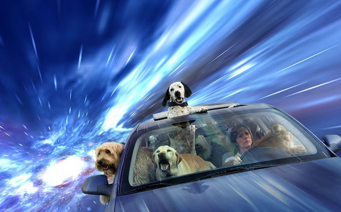 warpdogs3.jpg