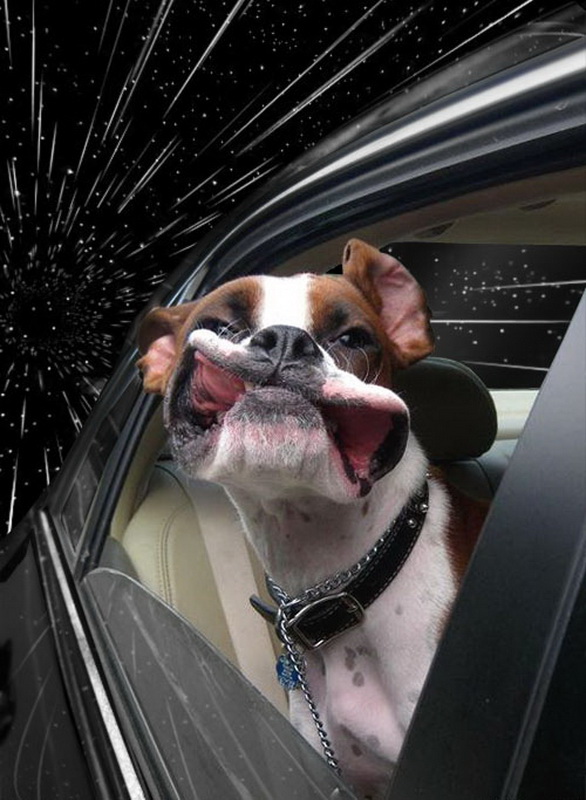warpdogs6.jpg