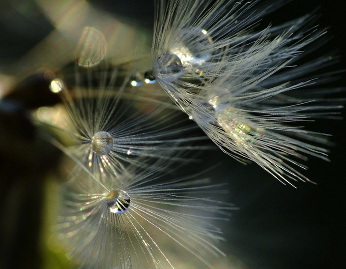 dandelions02.jpg