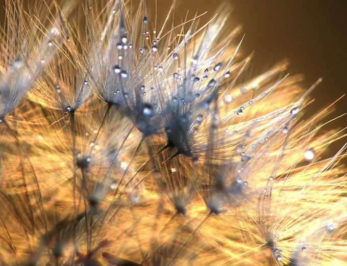 dandelions03.jpg