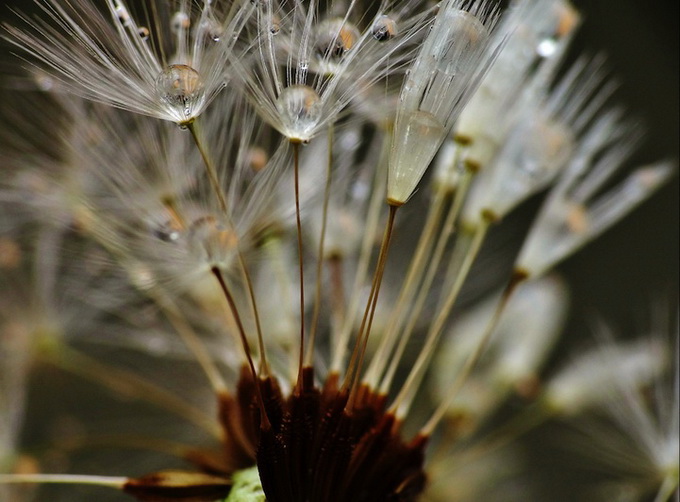 dandelions04.jpg