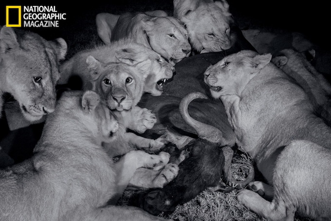 natgeo01.jpg
