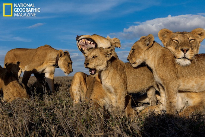 Львы из Серенгети в National Geographic