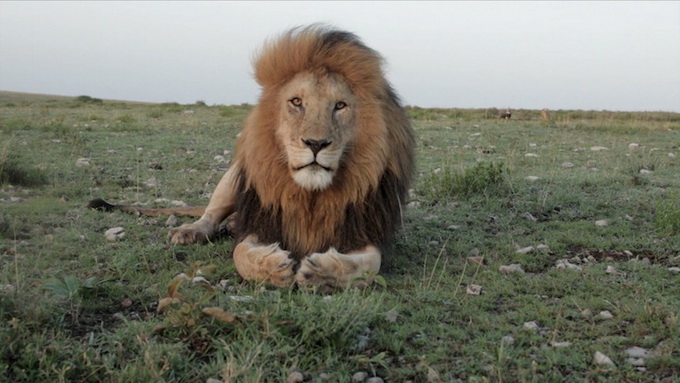 Lion Nathan Nat...