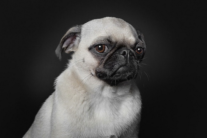 Портреты собак Ralph Hargarten