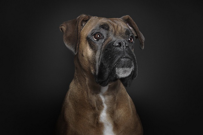 petportraits3.jpg