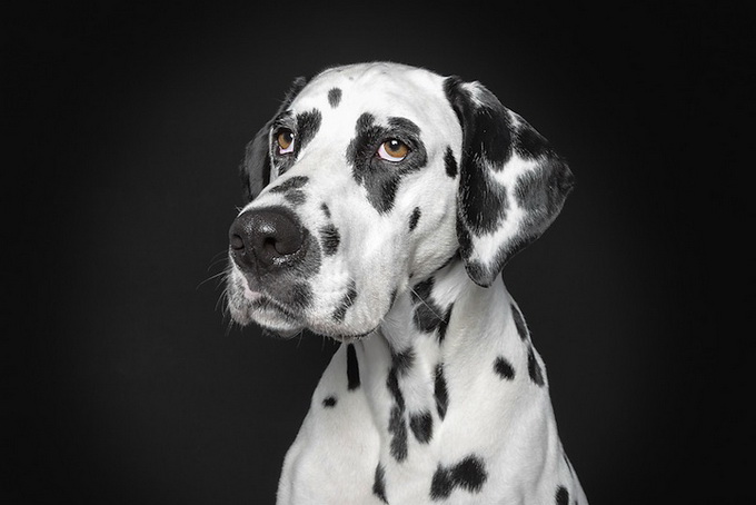 petportraits4.jpg