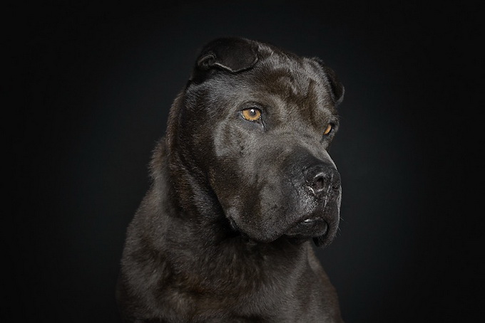 petportraits5.jpg