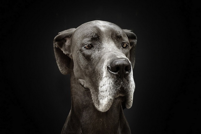 petportraits8.jpg