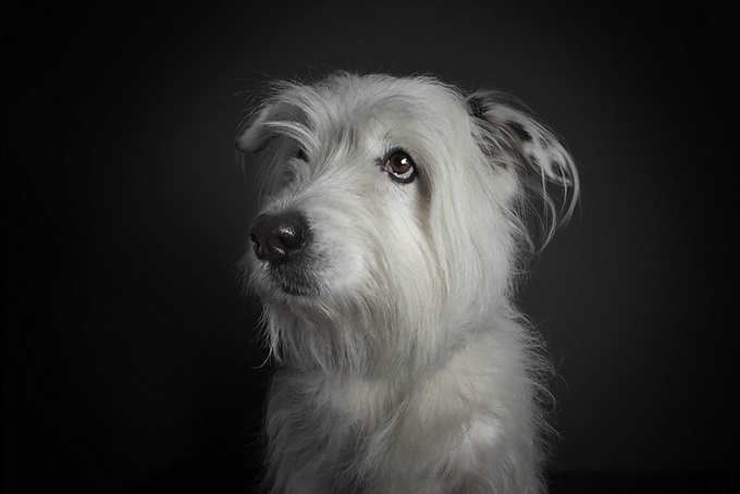 petportraits9.jpg