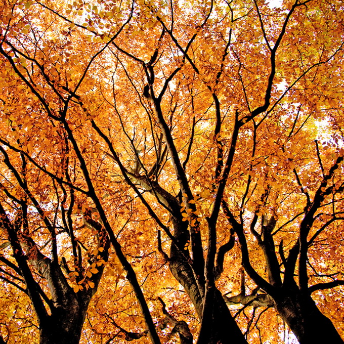 autumn__03.jpg