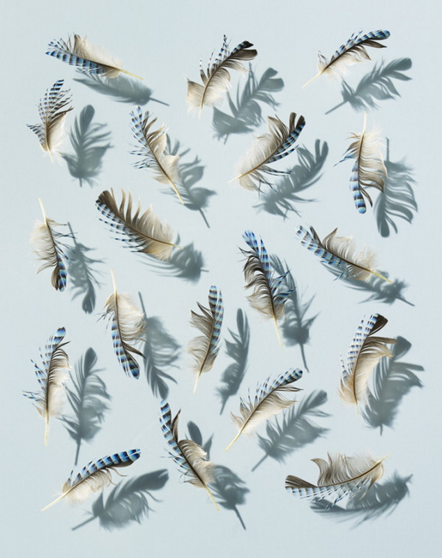 feather-series-david-lidbetter-01-600x757.jpg