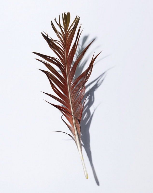 feather-series-david-lidbetter-01-600x760.jpg