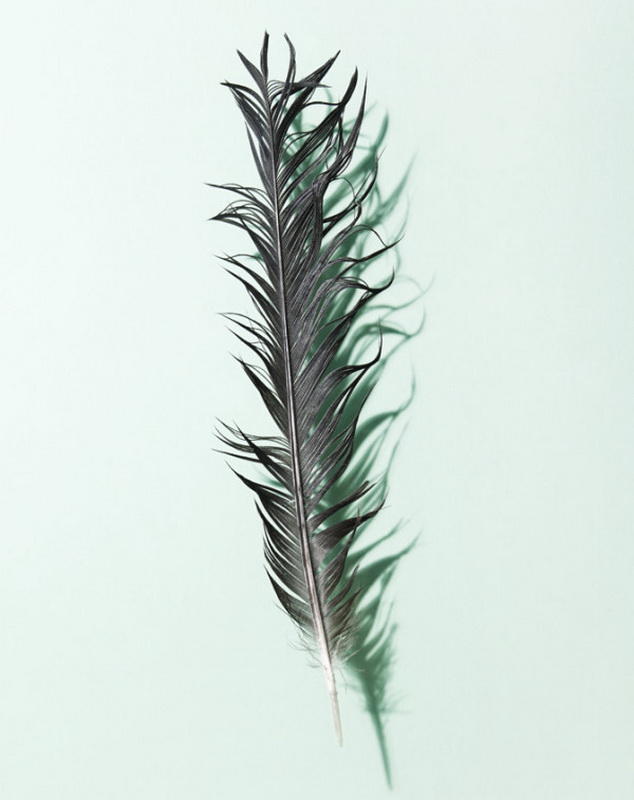 feather-series-david-lidbetter-01-600x761.jpg