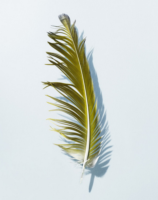 feather-series-david-lidbetter-01-600x762.jpg