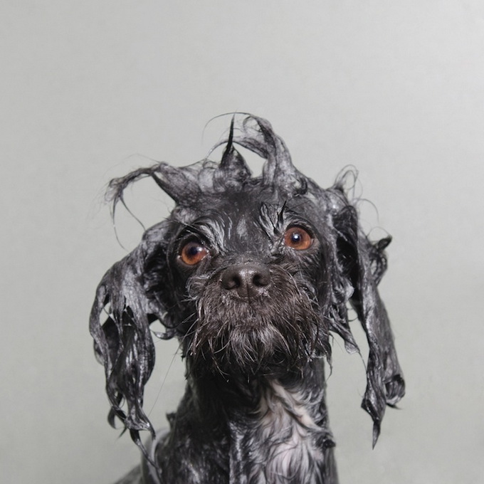 wetdog11.jpg