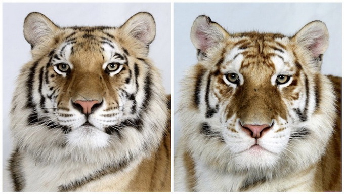 BhagavanAntleBengalTigers3.jpg