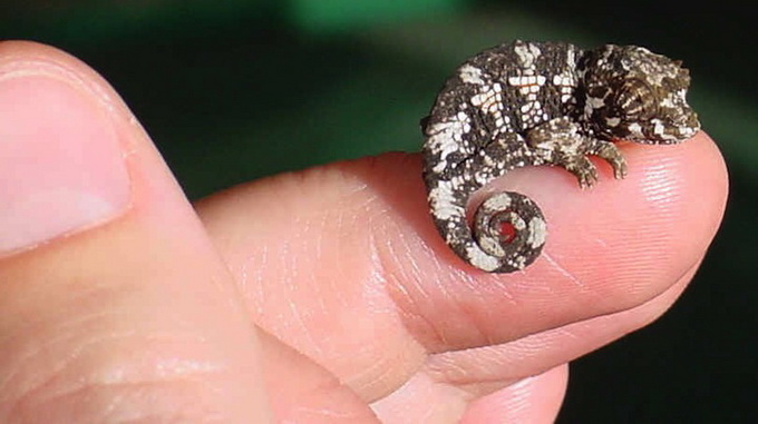 tinyanimalsonfingers_01.jpg