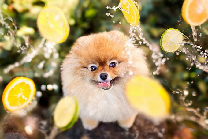 flintpomeranian4.jpg