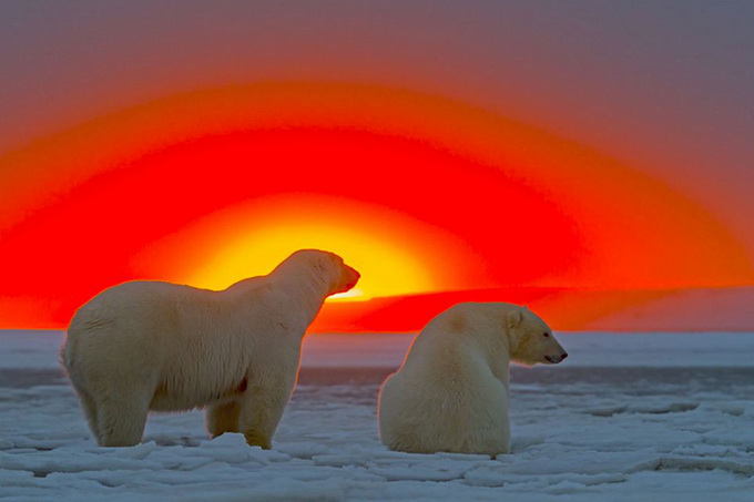 Белые медведи на закате