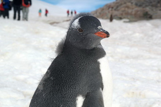 reddit_landofice__5.jpg