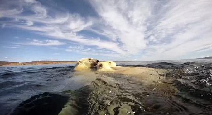 GoPro: белые медведи
