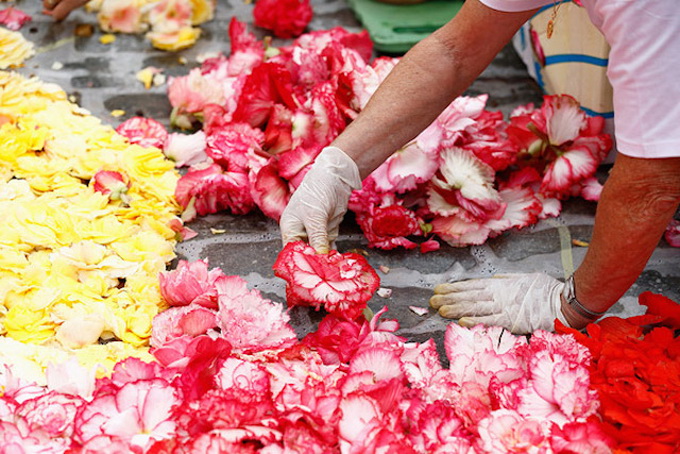 Brussels-Flower-Carpet-6.jpg