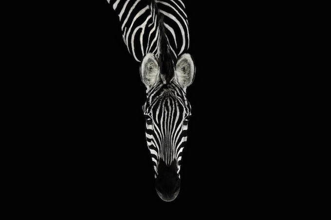 wildanimalportraits-20.jpg