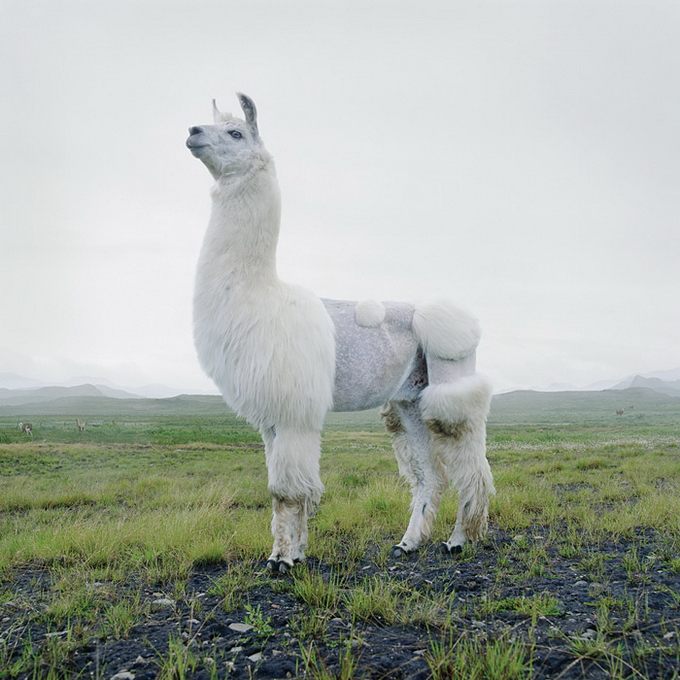 SimenJohan03.jpg